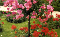 Выращивание штамбовых роз