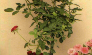 Миниатюрные штамбовые и вьющиеся розы
