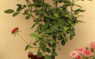 Миниатюрные штамбовые и вьющиеся розы
